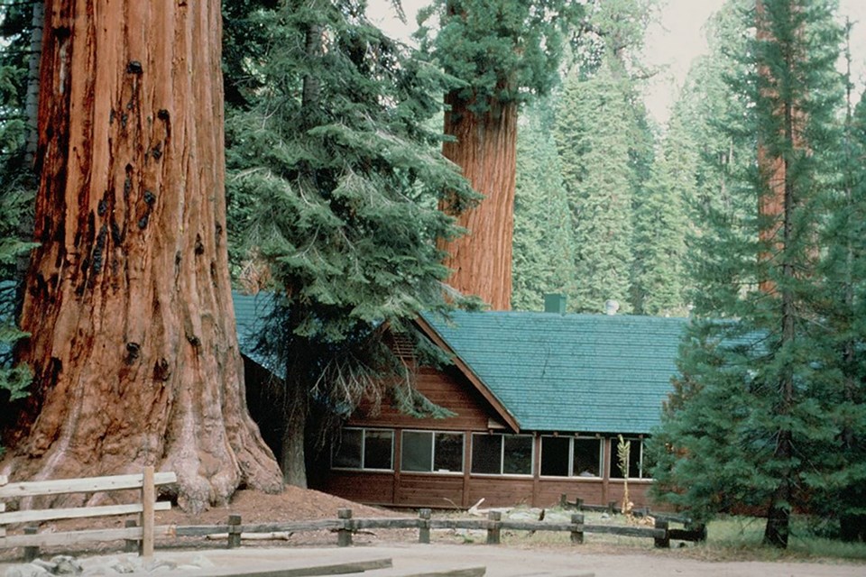 A rustic wooden structure with a green roof sits between to very tall trees.