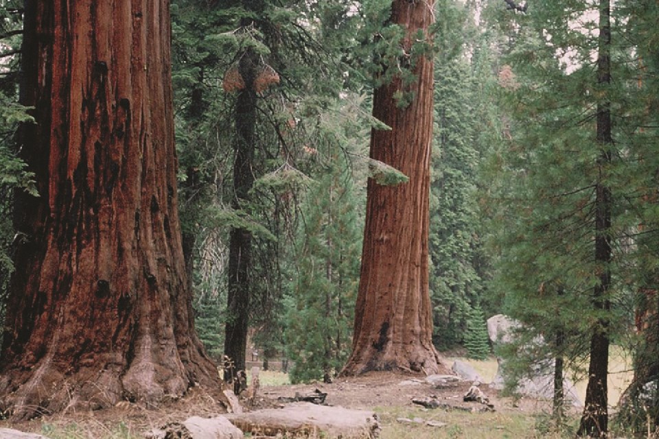 A rustic wooden structure with a green roof sits between to very tall trees.