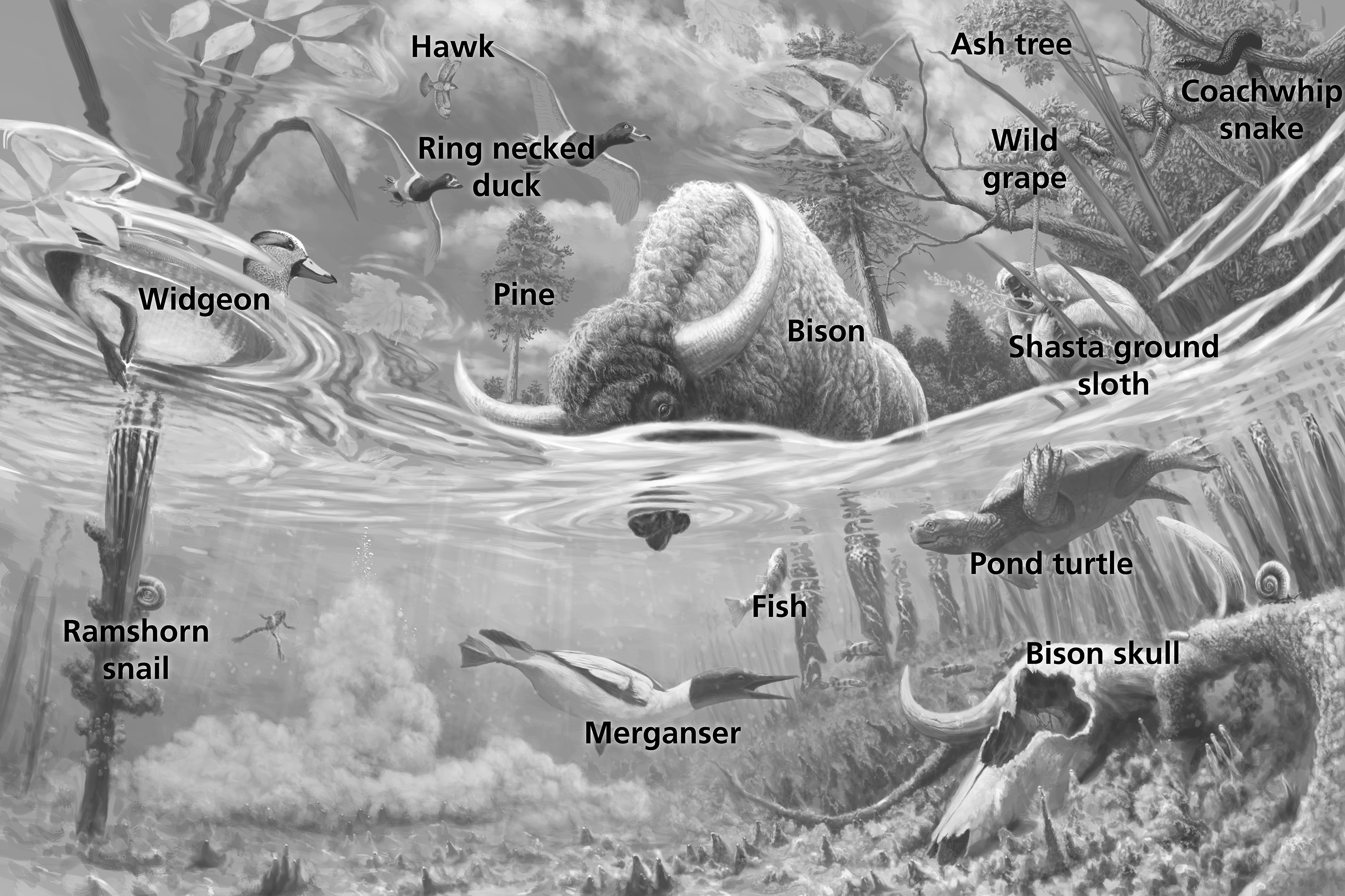 Bison drinks from spring pool, filled with fish, a turtle, aquatic snails and ducks. Surrounding the pool are trees, a giant ground sloth, snake, and hawk.