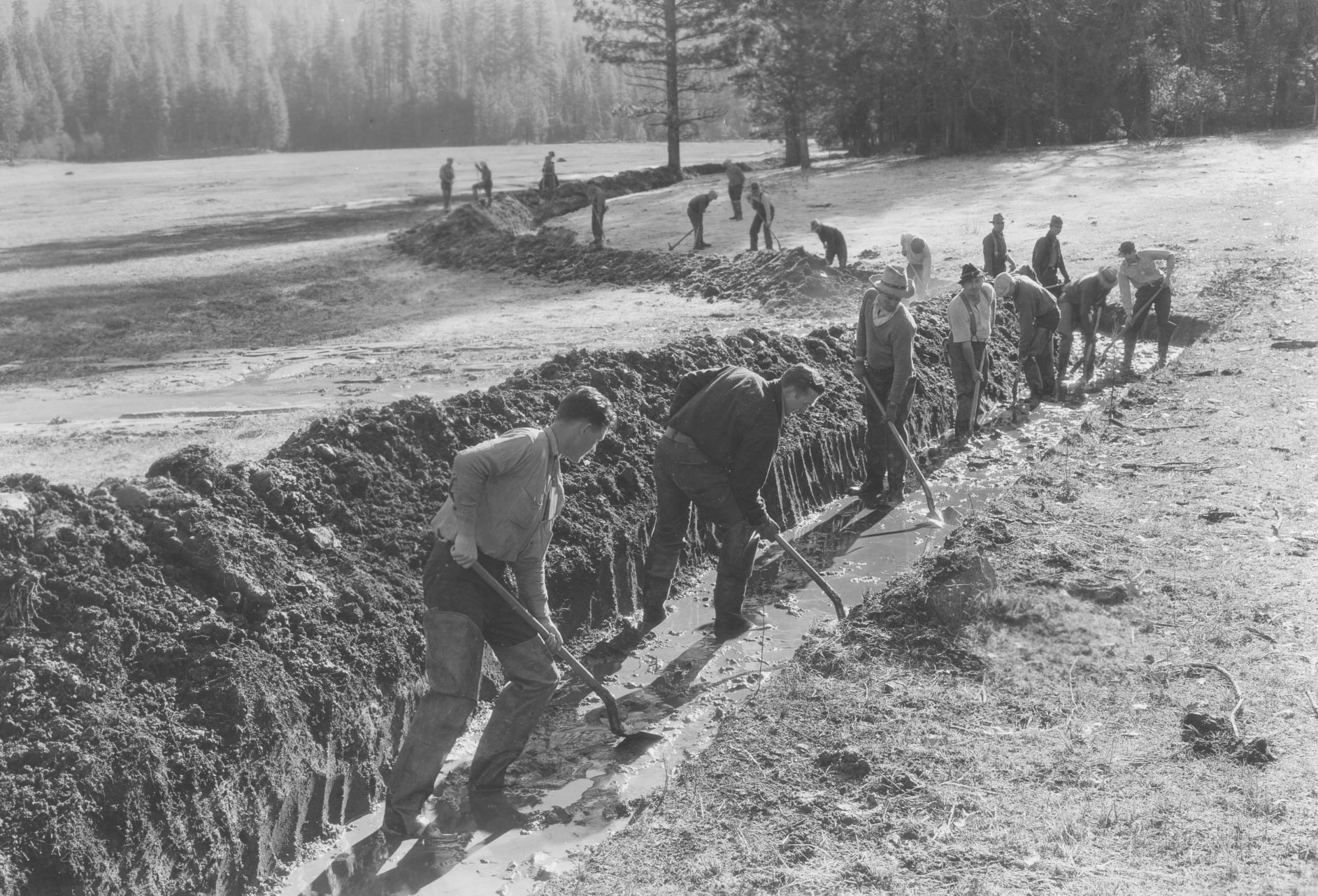 CCC workers digging a ditch in Wawona Meadow, circa 1936