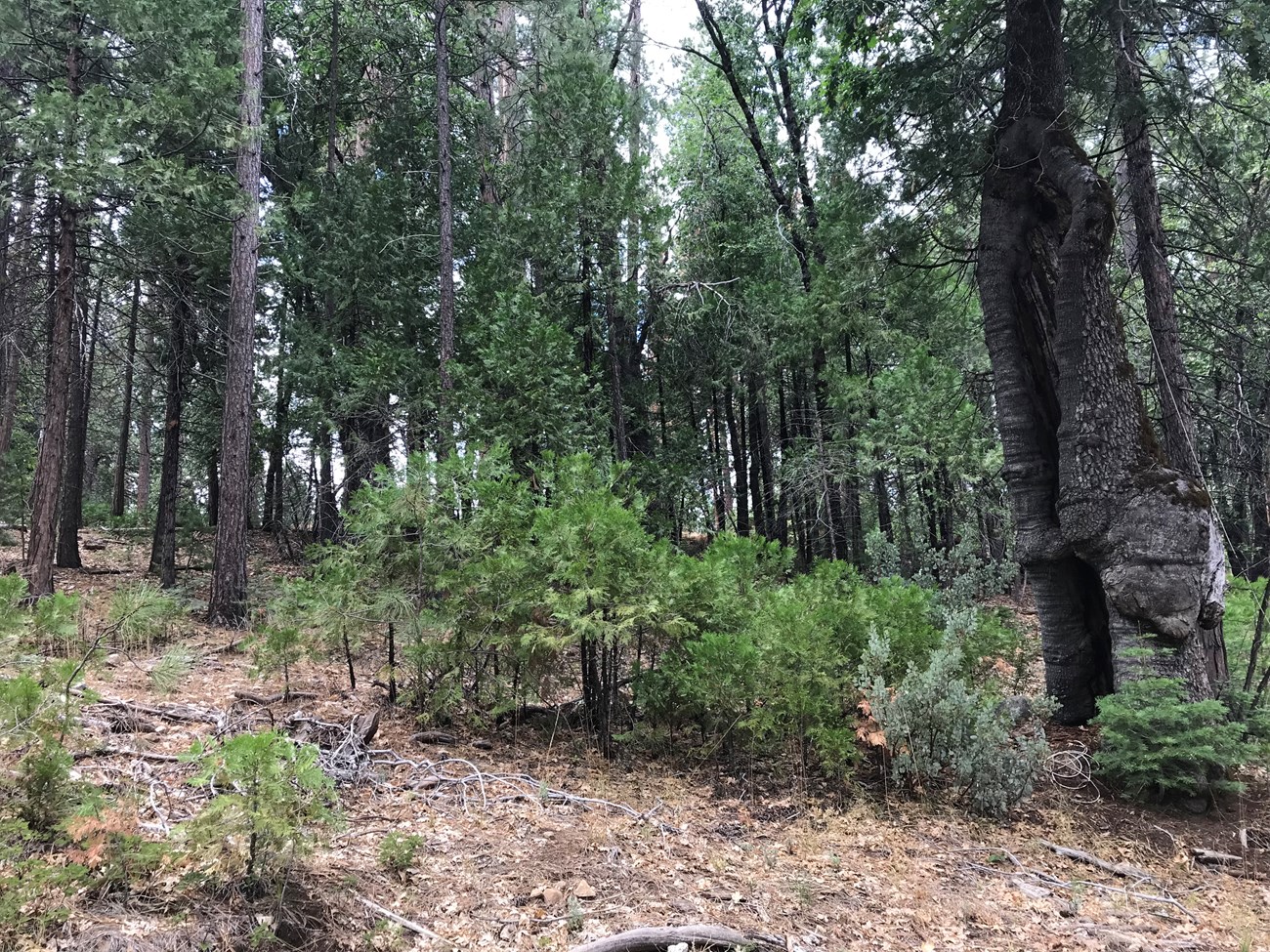 Densely forested area in the southern part of Yosemite in Wawona.