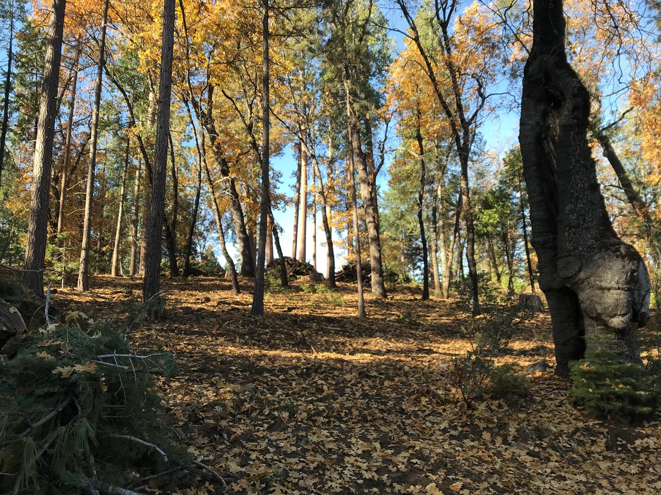 Densely forested area in the southern part of Yosemite in Wawona.