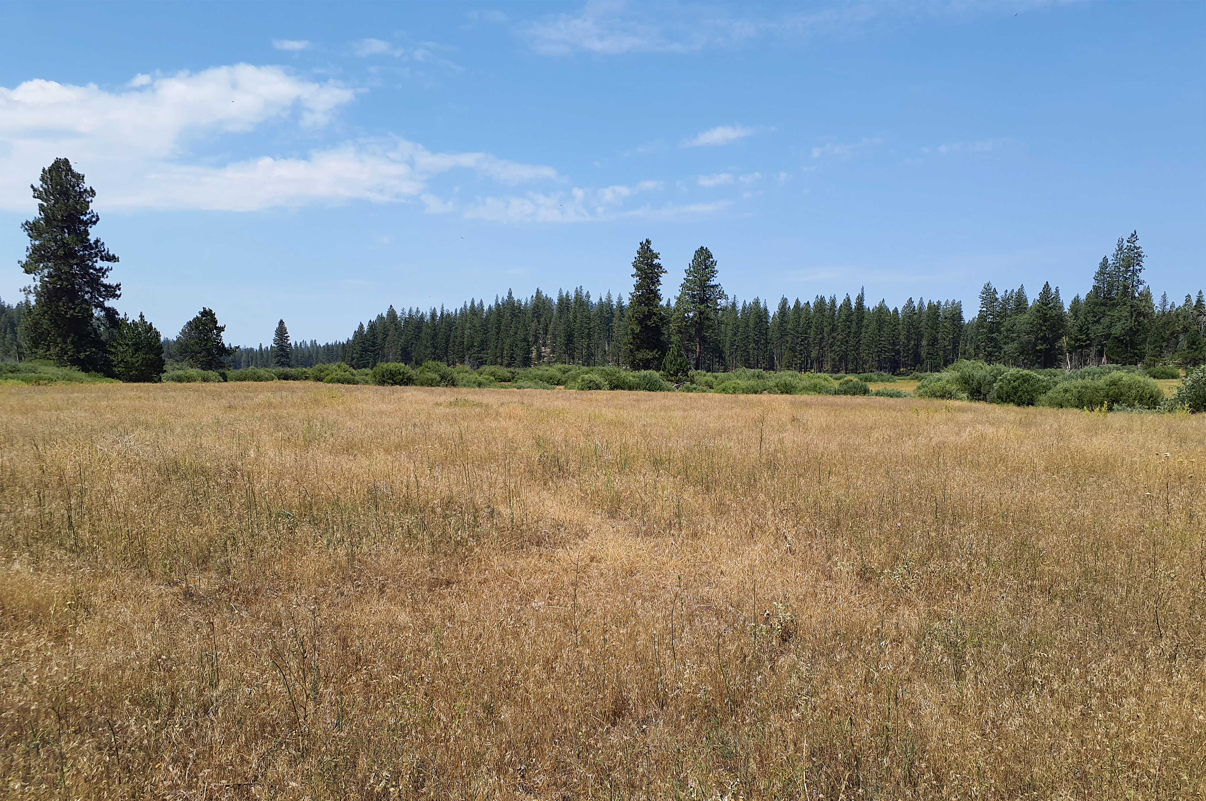 Drier, browner Ackerson Meadow before restoration