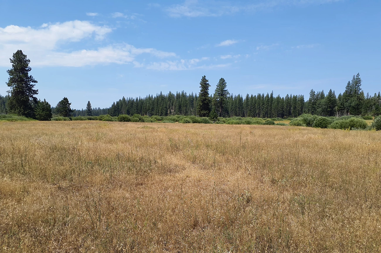 Drier, browner Ackerson Meadow before restoration
