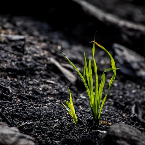 A few blades of grass sprout out of blackened, burned ground