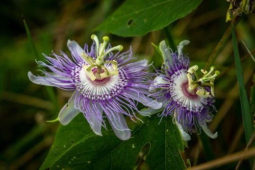 Two extravagant purple flowers with a variety of petal sizes and a burst of green and park pink stamen at the center.