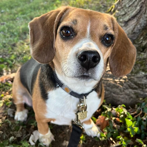 A brown and white dog wearing a gold badge tag sits near a tree.