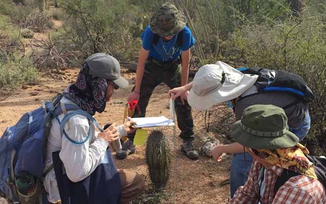 Volunteers measure the height of a young saguaro during the Centennial Saguaro Survey.
