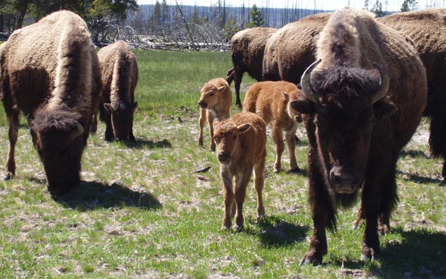 Bison