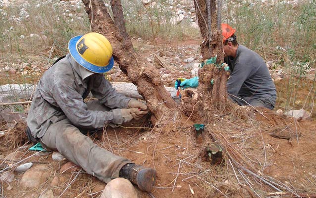 Tamarisk Removal from Crystal Creek