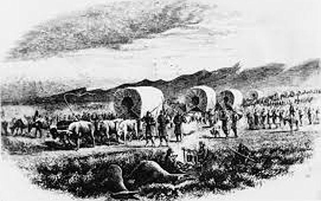 A black and white illustration shows numerous wagons and oxen with men walking and some riding horses.