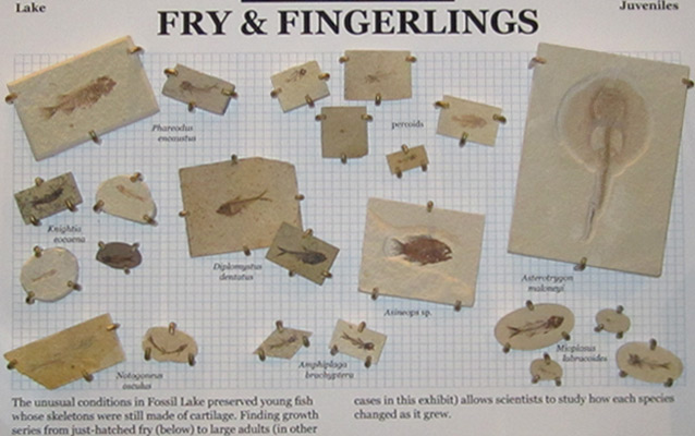 fossilized juvenile fish exhibit