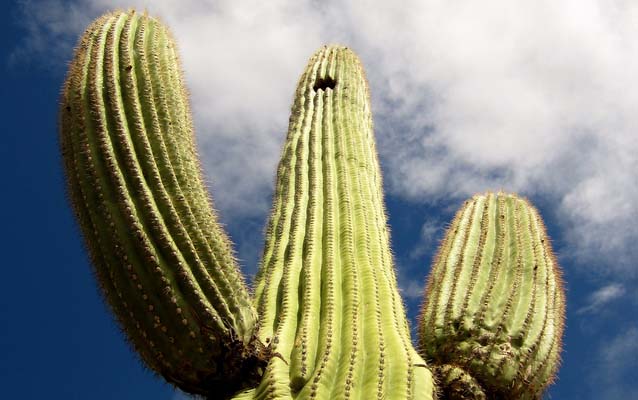 Photograph of a saguaro cactus, looking upwards from the base towards a cloudy sky.