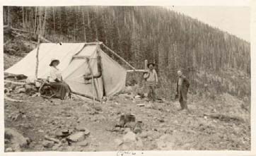 Spruce-fir forest ca. 1910 on San Francisco Peaks, northern Arizona.