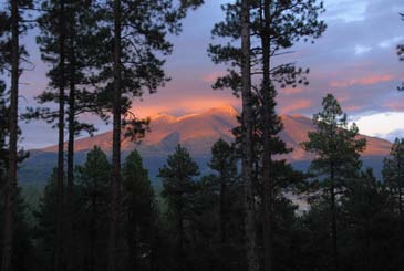 Introduction To Montane Forests Of The Southwest U S National Park Service