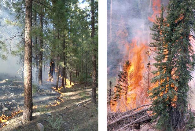 Left: Surface fire in Grand Canyon National Park. Right: Crown fire in Grand Canyon National Park. Left: Surface fire in Grand Canyon National Park. Right: Crown fire in Grand Canyon National Park.