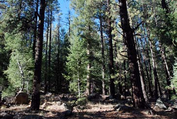 Stand of mixed conifer forest on San Francisco Peaks in northern Arizona.