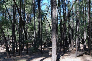 Dense stand of ponderosa pine forest after more than a century of fire exclusion.