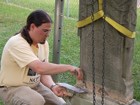 Using a tripod hoist to reset a marble headstone