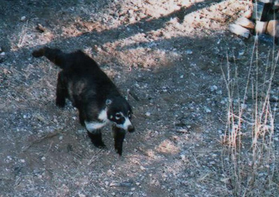 Coati “captured” in an infrared-triggered “camera trap”