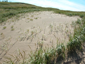Dunes and dune grass