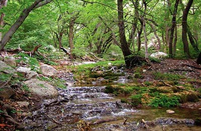 Smith Springs is one of many springs that serve as a water source for plants & animals in the CHDN.