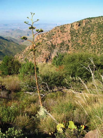 Climate change could result in upslope biome shifts, with significant impacts to upland systems.