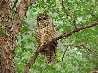 The Mexican spotted owl, federally listed as “threatened,” is intolerant of warm temperatures. The Mexican spotted owl, federally listed as “threatened,” is intolerant of warm temperatures.