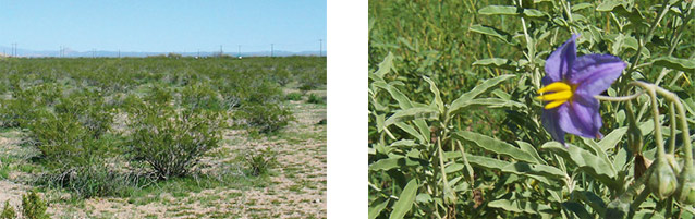 Creosote bush (left) and silverleaf nightshade (right).