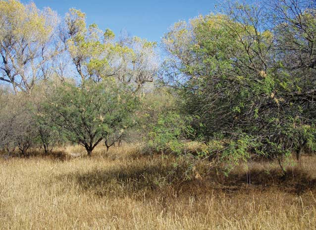 Mesquite savanna Mesquite savanna