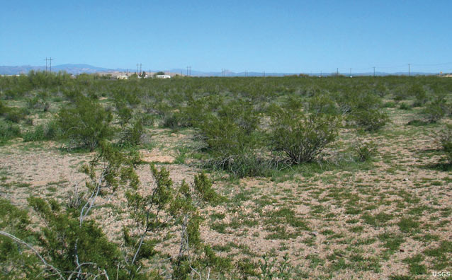 Creosote bush shrublands Creosote bush shrublands