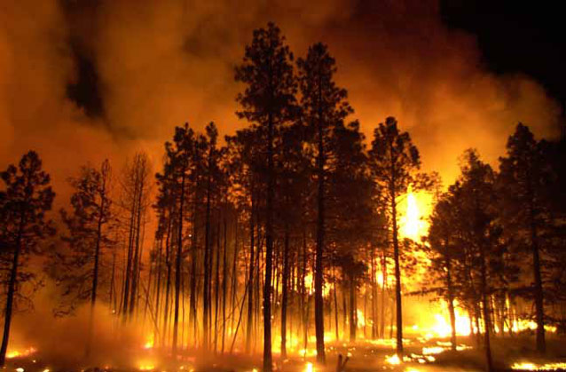 The 2002 Rodeo-Chediski Fire burning a ponderosa pine forest at night