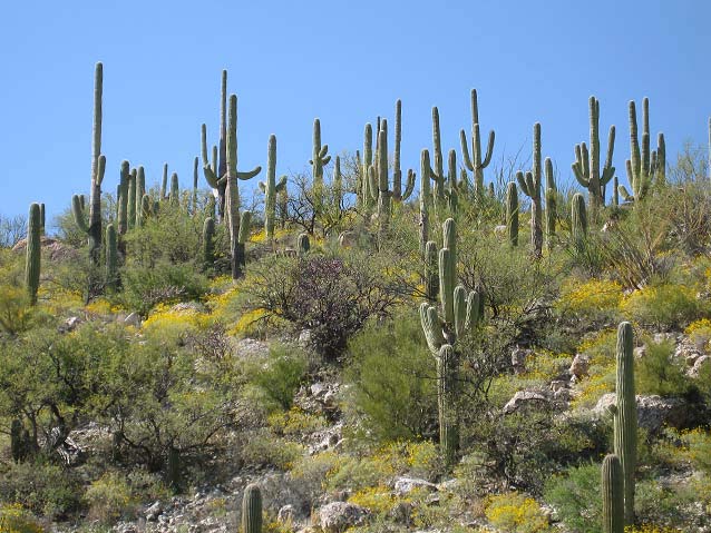 Saguaro cacti surrounded by shrubs