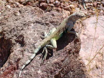 Lizard perched on a rock