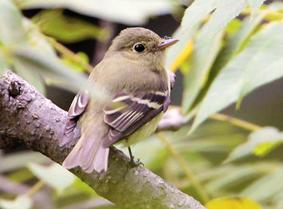 Cordilleran flycatcher surrounded by dense foliage.