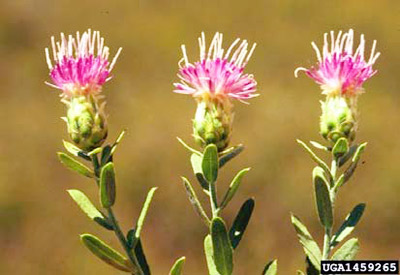 Russian knapweed (Acroptilon repens) is an invasive plant that has invaded the Southern Plains