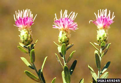 Russian knapweed (Acroptilon repens) is an invasive plant that has invaded the Southern Plains Russian knapweed (Acroptilon repens) is an invasive plant that has invaded the Southern Plains