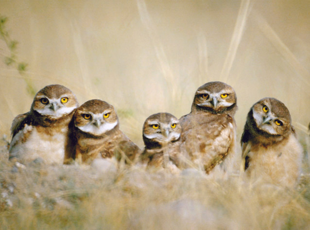 Burrowing owls (Athene cunlcularia) occur in SOPN parks, including Fort Lamed National Historic Site