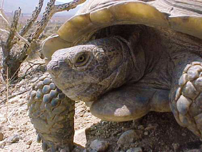 The Sonoran desert tortoise is the only reptile studied for which suitable habitat may expand.