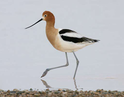 American avocet