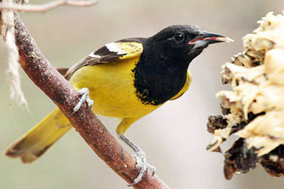 Scott’s oriole