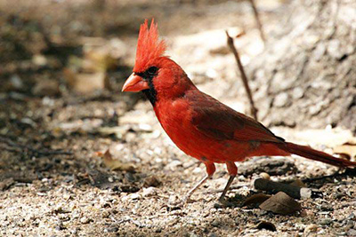 Northern cardinal