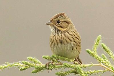 Lincoln’s sparrow