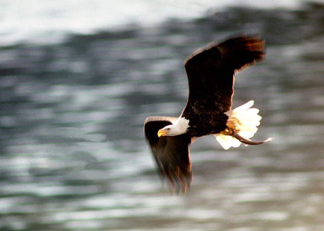 Bald eagle