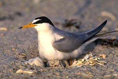 Interior least tern