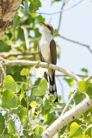Western yellow-billed cuckoo at Montezuma Well, Arizona. Western yellow-billed cuckoo at Montezuma Well, Arizona.