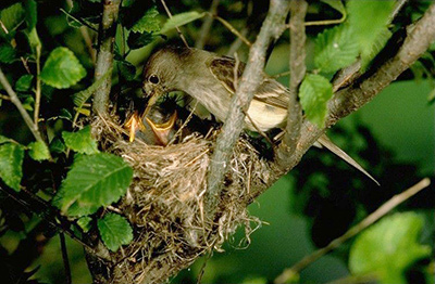 Southwestern willow flycatcher at nest Southwestern willow flycatcher at nest