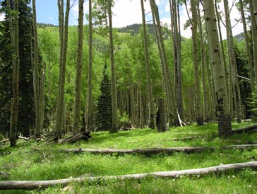 Quaking aspen forest with in-growth of young conifers on the San Francisco Peaks in northern Arizona Quaking aspen forest with in-growth of young conifers on the San Francisco Peaks in northern Arizona