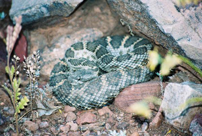 The Arizona black rattlesnake is projected to experience a range loss of over 40 percent.