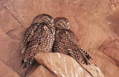 Mexican spotted owls are also found in steep, narrow canyons where cliffs and water are present